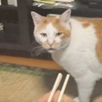 鳴き続ける猫