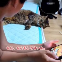 ゲームをしている男の子と寝転がっている猫