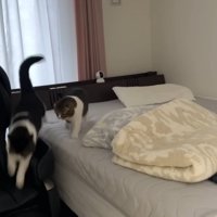 逃げる猫と追う猫