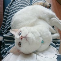 ひざの上の猫