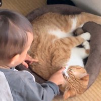 鼻を触られる猫