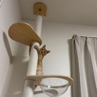キャットタワーに登る猫