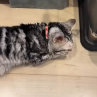 立ち上がる猫