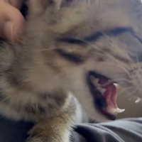首元を撫でてもらうキジトラ猫