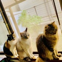 並んで座る猫