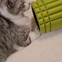 ローラーで遊んでいる猫