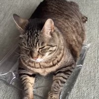 おもちゃの上でくつろぐ猫の写真4