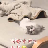 凝視する猫
