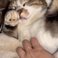 布団で眠る猫