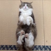 固まるボス吉くん2