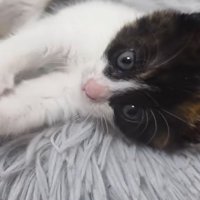 目を見開く三毛猫