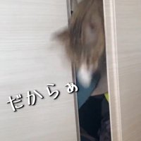 クローゼットから出てくる猫
