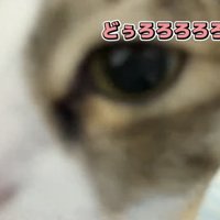 「どぅろろろろろろ」のテロップ写真