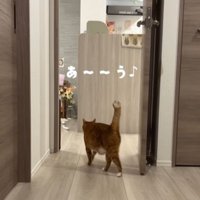 しっぽを立てて歩く猫の後ろ姿