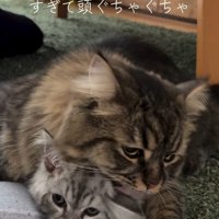 子猫を毛づくろいする猫