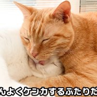 くっついて寝ている二匹の猫
