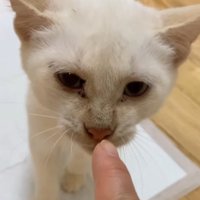 指に鼻でさわっている子猫