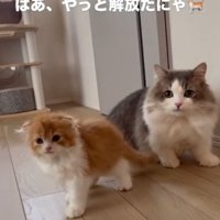 グレー白の猫の前に立つ茶白の猫