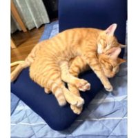 椅子の上の猫