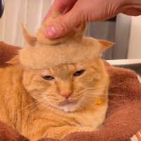 ウンチを乗せる