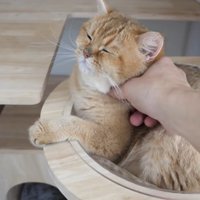 キャットタワーの猫