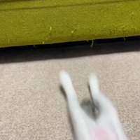 ソファの下で遊ぶ子猫