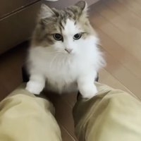 お母さんの膝乗り