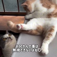 左端から白グレー猫が近づく写真2