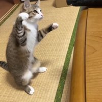前足を上げながら傘に狙いを定める猫