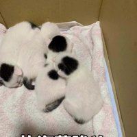 白黒の子猫たち