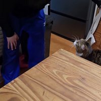 うつむく子供を見つめる猫