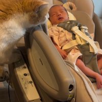 ゆりかごの横にいる猫