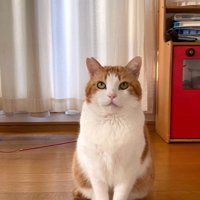 座っている猫