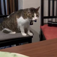 満足げな猫
