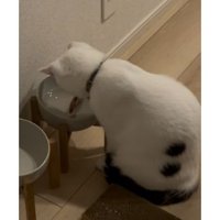 猫と水に入っているコースター
