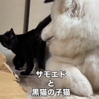 子猫を見つめる犬