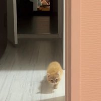 少しずつ近づいてくる子猫