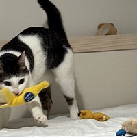 バナナのおもちゃに夢中で他は眼中にない猫