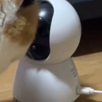 猫を間近で撮影するカメラ