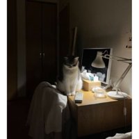 暗い部屋にいる猫