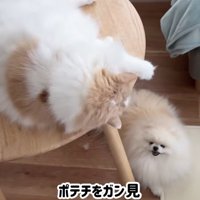犬をガン見する猫