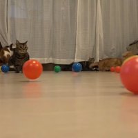 床に転がるボール