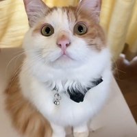 座っている猫