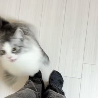 飼い主さんの足に飛び付こうとするサイベリアン