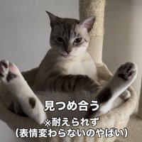 足を開いたポーズで、飼い主を見つめる猫