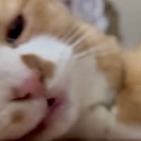 ブラッシングされている猫