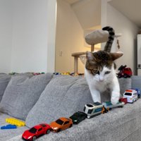 ソファを歩く猫（正面向き）