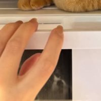 映り込む猫