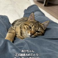 人の足に寄りかかる猫