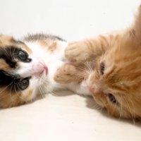 2匹の子猫が向かい合って横になった様子